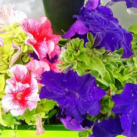 Vila Violeta * Sarande